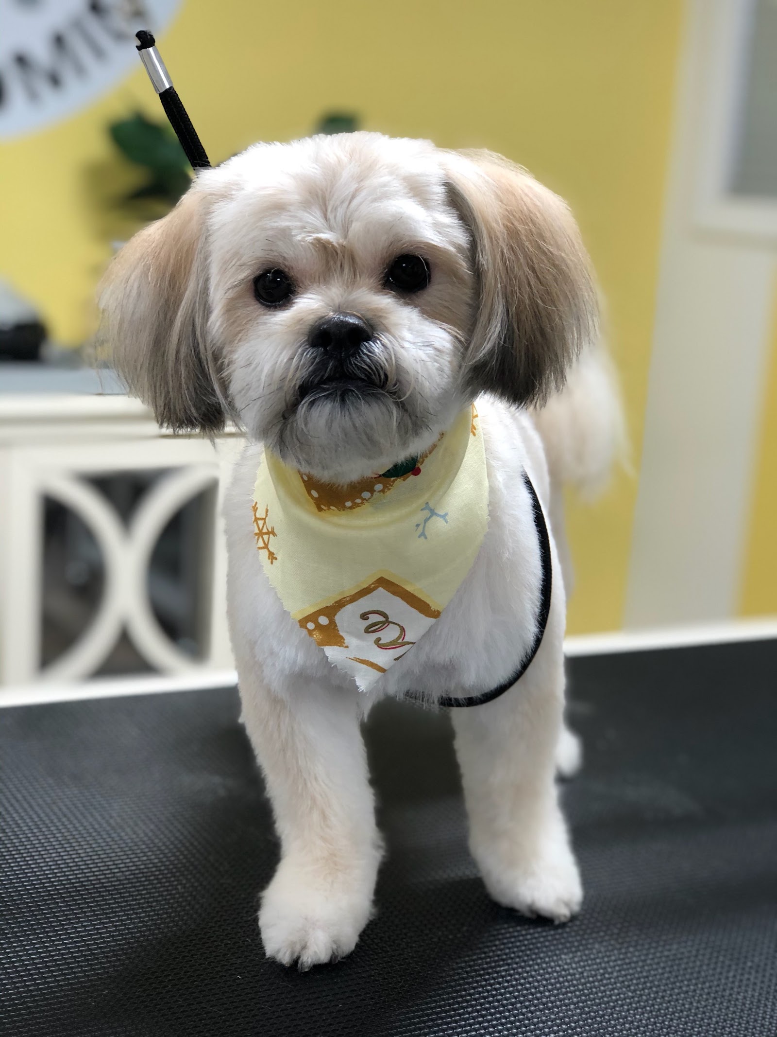 Fluffy's Dog Grooming in Wixom