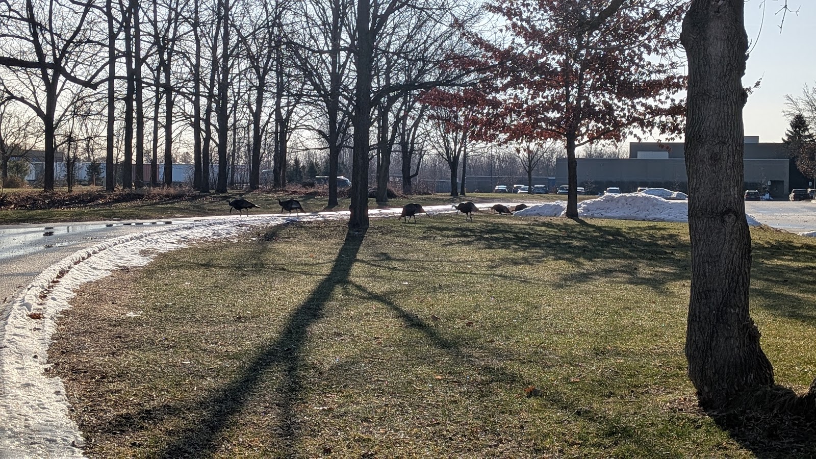 Gibson Park — photo